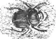 Навозник больбит (Bolbites onitoides Hrld.) Навозник больбит (Bolbites onitoides Hrld.)