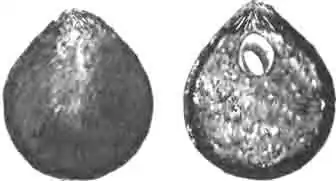 Шар больбита: целый и продольно вскрытый для показа глиняной оболочки, колыбели с яйцом и волокнистой отдушины над ней Шар больбита: целый и продольно вскрытый для показа глиняной оболочки, колыбели с яйцом и волокнистой отдушины над ней