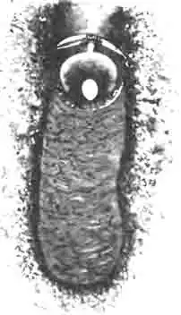 Норка громфа лакордерова (Gromphas lacordairii Dej.) Норка громфа лакордерова (Gromphas lacordairii Dej.)