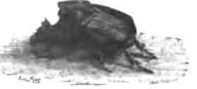 Фаней милон (Phanaeus milon Blanch.)