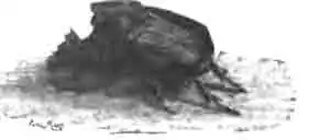 Фаней милон (Phanaeus milon Blanch.) Фаней милон (Phanaeus milon Blanch.)