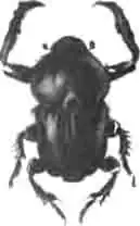 Онит Оливье (Onitis Olivieri JIL). (По Calwer) Онит Оливье (Onitis Olivieri JIL). (По Calwer)