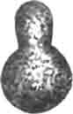 Шар копробия (Coprobius bispinus Germ.)