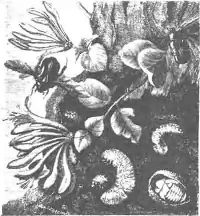 Бронзовка золотистая, ее личинки и куколка в коконе Бронзовка золотистая, ее личинки и куколка в коконе