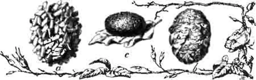 Коковы бронзовок: а-золотистой; b -металлической и с-вонючей Коковы бронзовок: а-золотистой; b -металлической и с-вонючей