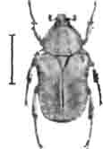 Вонючая бронзовка (Oxythyrea stictica L.). Увелич. (По Klister)