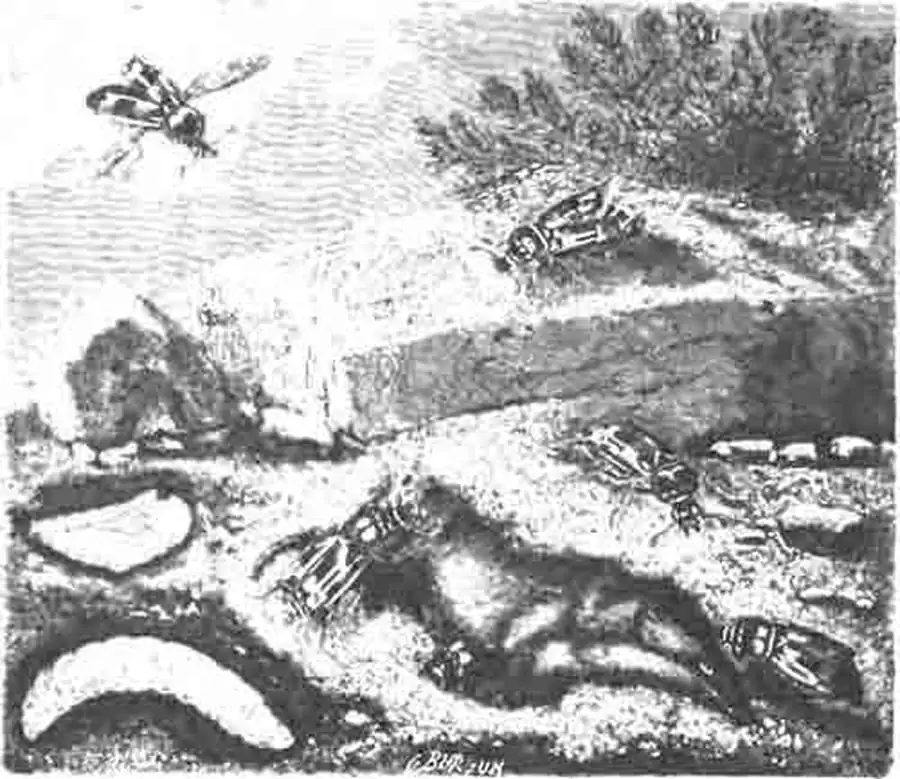 Могильщики (Nccrophorus vespillo L.) у трупа землеройки; в земле влево их личинка и куколка. (По Blanchard) Могильщики (Nccrophorus vespillo L.) у трупа землеройки; в земле влево их личинка и куколка. (По Blanchard)