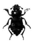 Могильщик (Necrophorus vestigator Hcrsch.). (По Sturm)