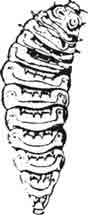 Личинка могильщика (Necrophorus vespillo L.). Увелич. (По Oudemans)