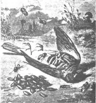 Трупные мухи, их личинки и коконы. Труп птички перевернут для показа личинок. (По Blanchard) Трупные мухи, их личинки и коконы. Труп птички перевернут для показа личинок. (По Blanchard)