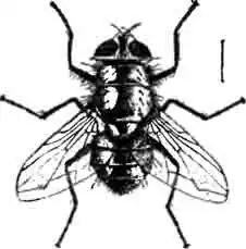 Люцилия краснохвостая (Lucilia caesar L.). Увелич. (По Howard) Люцилия краснохвостая (Lucilia caesar L.). Увелич. (По Howard)