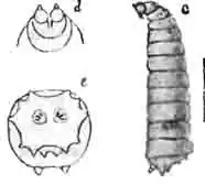 Личинка люцилии (Lucilia caesar L.): Личинка люцилии (Lucilia caesar L.):