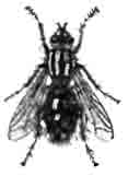 Серая педальная муха (Sarcophaga carnaria L.) Увелич. (По Oudemans)