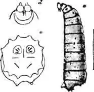 Личинка серой падальной мухи (S. carnaria L.): Личинка серой падальной мухи (S. carnaria L.):