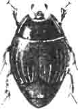 Карапузик черный (Hister unicolor L). Увелич. (По Oudemans)
