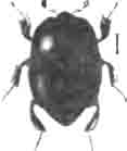 Жук саприн (Saprinus speculifer Latr.). Увелич. (По Calwer)