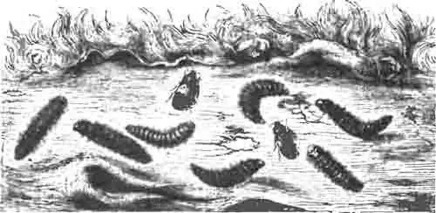 Кожееды (Dermestes lardarius L. и D. vulpinus Fb.), их личинки и куколки. Кожееды (Dermestes lardarius L. и D. vulpinus Fb.), их личинки и куколки.