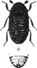 Кожеед волнистый (Dermestes undulatus Brahm) и задний конец его брюшка—С. Увелич. (По Sturm) Кожеед волнистый (Dermestes undulatus Brahm) и задний конец его брюшка—С. Увелич. (По Sturm)