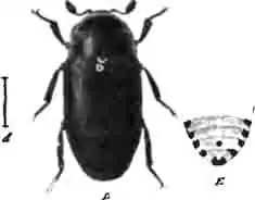 Кожеед Фриша (Dermestes Frischii Kug.) и задний конец его брюшка—Е. Увелич. (По Sturm) Кожеед Фриша (Dermestes Frischii Kug.) и задний конец его брюшка—Е. Увелич. (По Sturm)