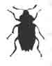 Сильфа выемчатая (Silpha sinuata Fbr.). (По Kalwer)