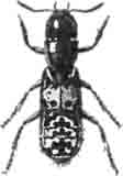 Стафилин серый (Staphylinus maxillosus L). (По Oudemans)
