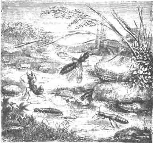 Стафилины пахучие (Staphylinus olens L.). Внизу налево их личинка, направо, под камнем, куколка. (По Blanchard)