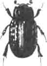 Трокс песочный (Trox sabulosus L.). Увелич. (По Calwer)