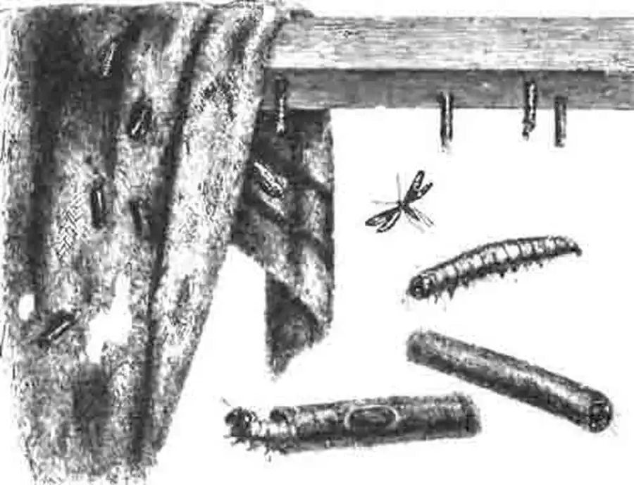 Ковровая моль (Tinea tapotzella L.), ее гусеницы—голая и в мешочках, вверху коконы с куколками. (По Blanchard) Ковровая моль (Tinea tapotzella L.), ее гусеницы—голая и в мешочках, вверху коконы с куколками. (По Blanchard)