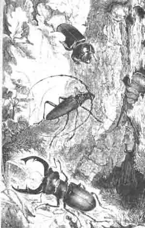 На середине рисунка виден жук—усач дубовый (Cerambyx heros Scop.) и его личинка, видимая из-под коры; внизу—оленерог самец, вверху—его самка. (По Ташенбергу) На середине рисунка виден жук—усач дубовый (Cerambyx heros Scop.) и его личинка, видимая из-под коры; внизу—оленерог самец, вверху—его самка. (По Ташенбергу)