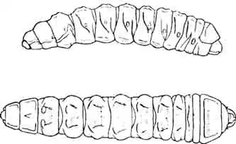 Личинка дровосека (Cerambyx cerdo L. = heros Scop.) сбоку и со спины. (По Oudemans) Личинка дровосека (Cerambyx cerdo L. = heros Scop.) сбоку и со спины. (По Oudemans)