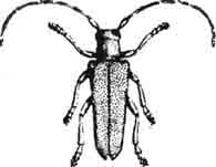 Тополевый усач (Saperda carcharias L.). (По Kuster)