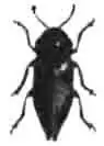 Златка медная (Dicerca aenea L.). (По Calwer)