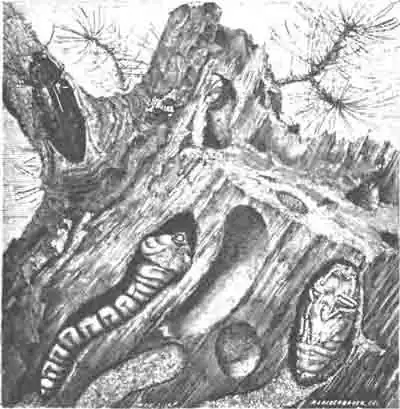 Златка (Chalcophora mariana Lap.), ее личинка и куколка в сосновом пне. (По Blanchard)