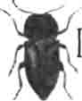 Вишневая антаксия (Anthaxia nitidula L.). Увелич. (По Calwer)