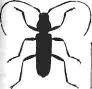 Усач стромаций (Stromatinm unicolor Ol. = strepens Fb.). Увелич. (По Jacquelin)