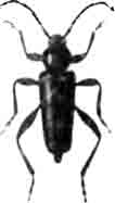 Клит боярышниковый (Clytus arietis L.). Увелич. (По Calwer)