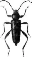 Клит боярышниковый (Clytus arietis L.). Увелич. (По Calwer)