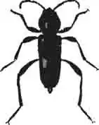 Клит полевой (Clytus arvicola Oliv.). Увелич. (По Jacquelin)