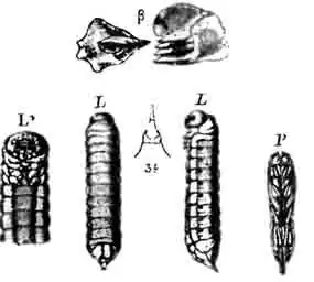 Личинка рогохвоста (Sirex juvencns L.).