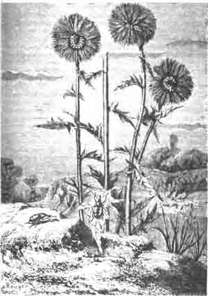 Ларин пятнистый (Larinus maculosus Schb.) и его личинки в соцветиях ежевика (Echinops ritro). (По Blanchard)