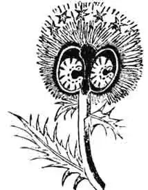 Две личинки пятнистого Ларина в коконах на ежевнике Две личинки пятнистого Ларина в коконах на ежевнике