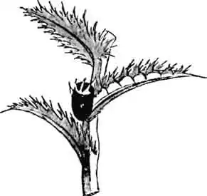 Кокой пятнистого ларина в необыкновенном положении, на листе Кокой пятнистого ларина в необыкновенном положении, на листе