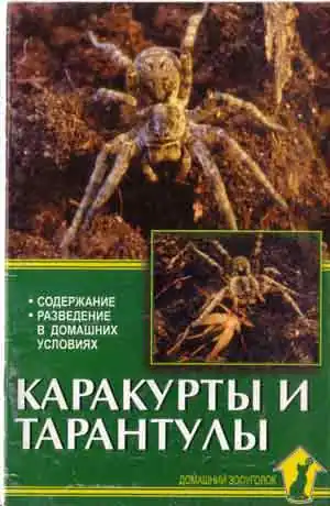 Каракурты и тарантулы Каракурты и тарантулы