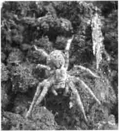 Каракурты и тарантулы Каракурты и тарантулы