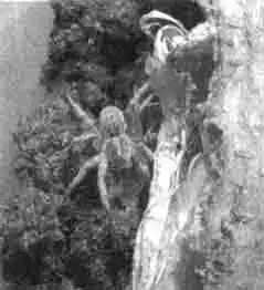 Каракурты и тарантулы Каракурты и тарантулы