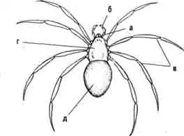 Строение паука: а — хелицеры, б — педипальпы, в — конечности, г — головогрудь, д — брюшко Строение паука: а — хелицеры, б — педипальпы, в — конечности, г — головогрудь, д — брюшко
