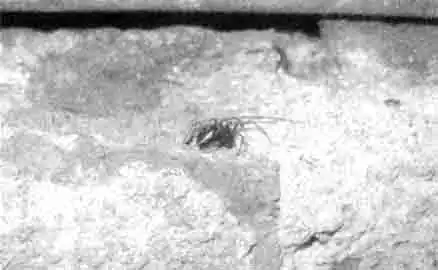 Каракурт перед последней линькой, видны элементы ювенильного наряда Каракурт перед последней линькой, видны элементы ювенильного наряда