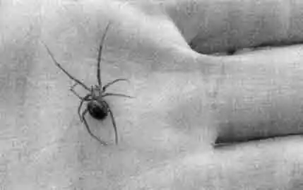 Самка каракурта Самка каракурта