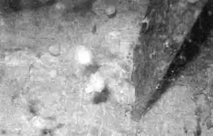 Коконы каракурта в неволе теряют свою прочность Коконы каракурта в неволе теряют свою прочность