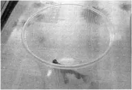 Контейнеры для пищи очень хорошо подходят для выращивания молодняка Контейнеры для пищи очень хорошо подходят для выращивания молодняка